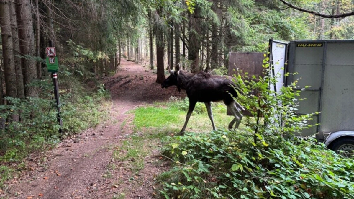 Am Montag kam "Emil" im Böhmerwald an. | Am Montag kam "Emil" im Böhmerwald an.
