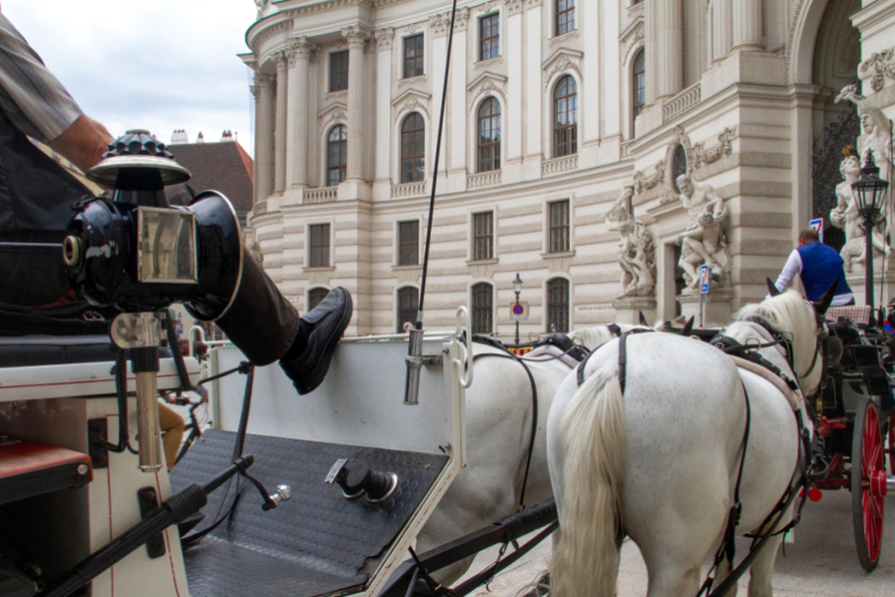 Wien: Wiener Studie zeigt hohe Hitzetoleranz von Fiakerpferden