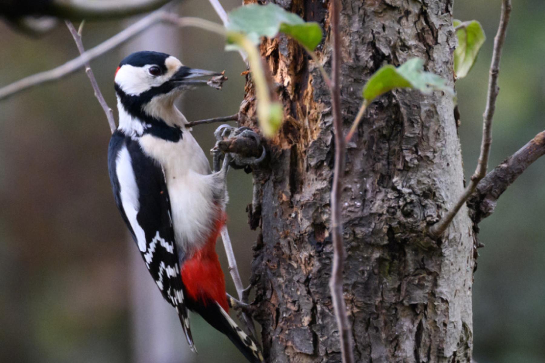 Število gozdnih ptic v Avstriji je na dobri ravni