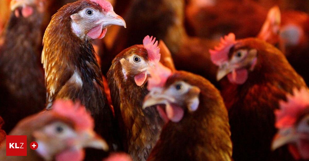 Gefl-gelvirus-Vogelgrippe-breitet-sich-aus-Was-nun-zu-beachten-ist