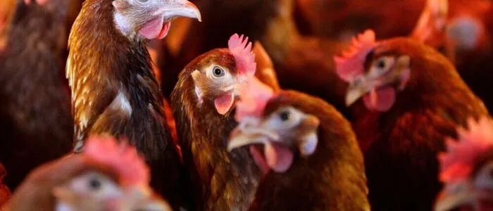 Die Vogelgrippe ist auf dem Vormarsch | Die Vogelgrippe ist auf dem Vormarsch