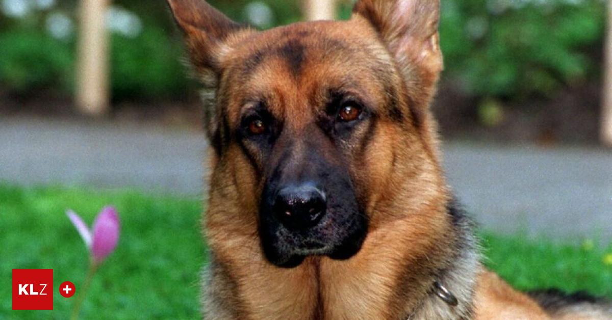Sch-ferhund-biss-Postlerin-in-Arm-und-Ges-Schrei-nicht-so-laut-