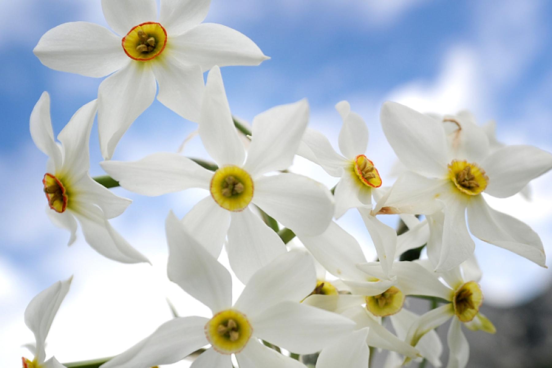 Grundlsee: Sorge um Narzissenfest wegen früher Blüte
