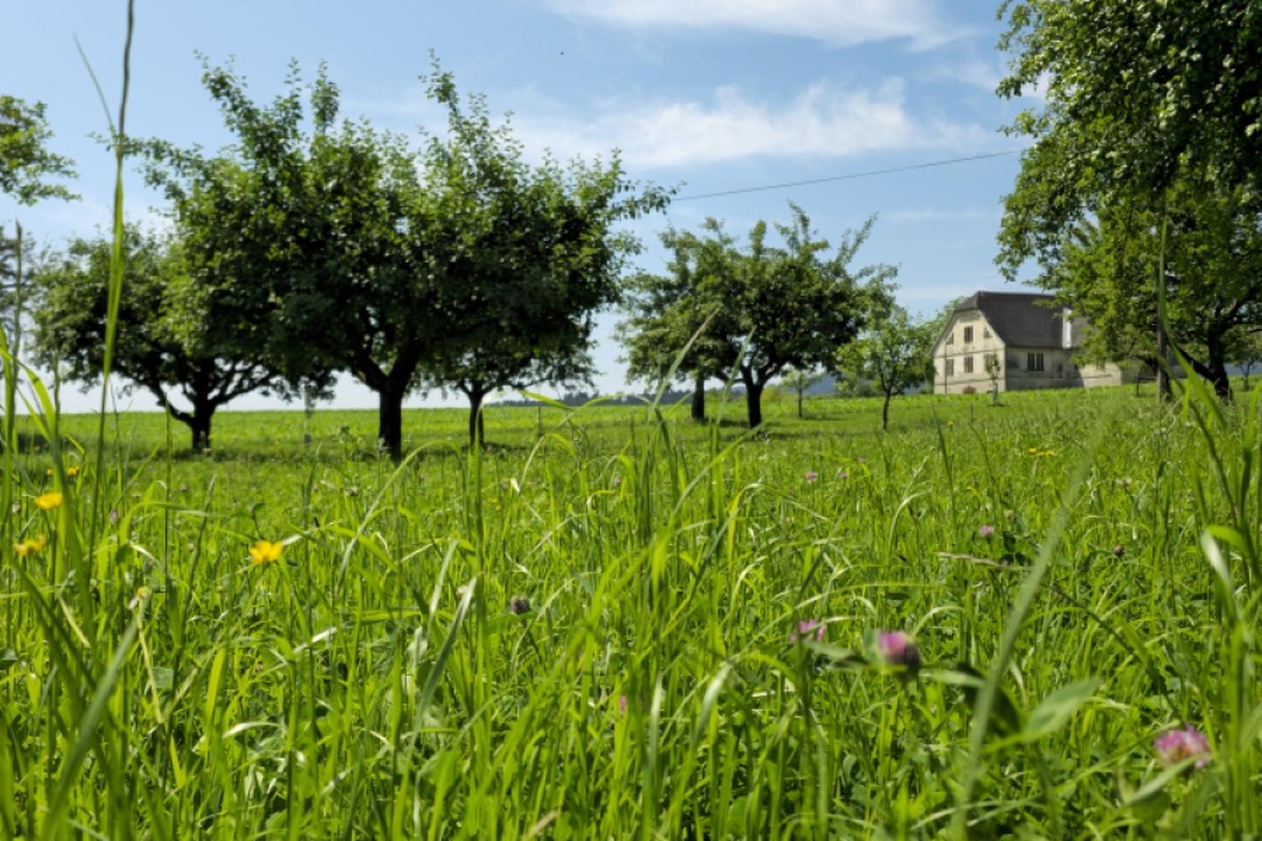 Klagenfurt: Streuobstwiesen sollen in Kärnten nicht verblühen
