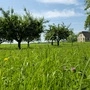 Streuobstwiesen sind ein Hotspot für Biodiversität | Streuobstwiesen sind ein Hotspot für Biodiversität
