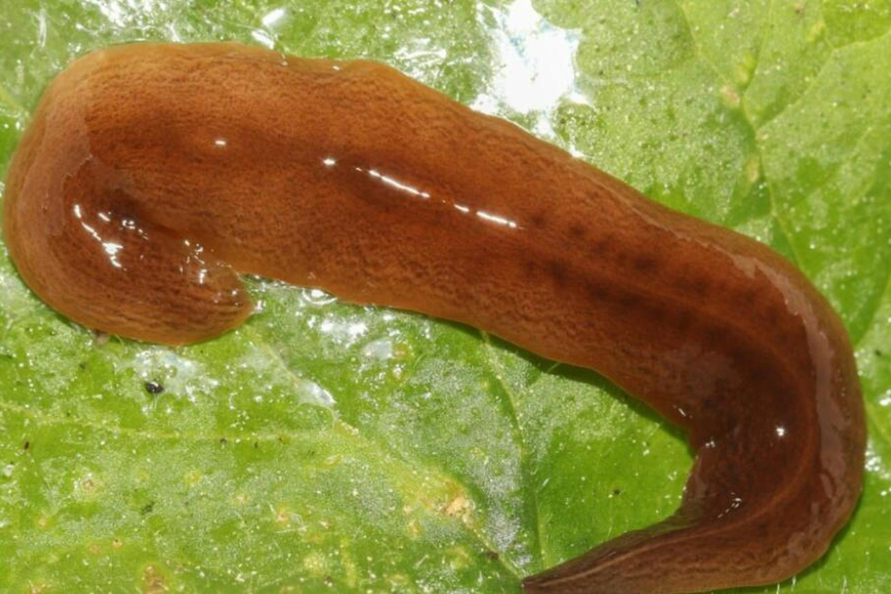 Wien: Invasiver Regenwurm-Räuber in Österreich nachgewiesen