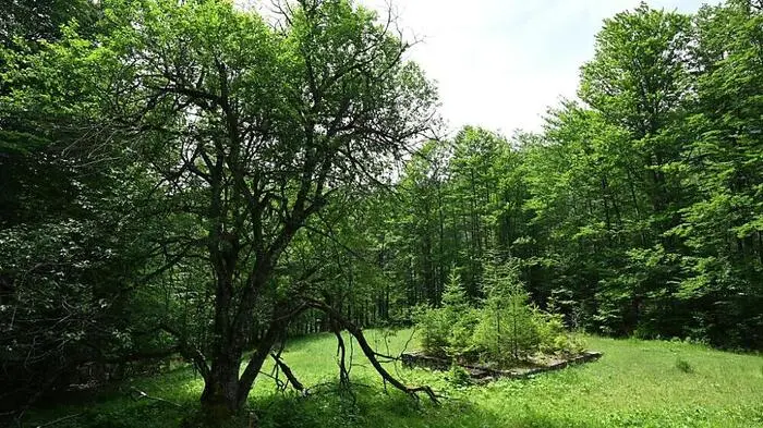 Die Natur erobert im Nationalpark Kalkalpen ihr Terrain zurück | Die Natur erobert im Nationalpark Kalkalpen ihr Terrain zurück