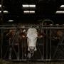 Arbeiter einer US-Molkerei hatte Kontakt zu infizierten Kühen | Arbeiter einer US-Molkerei hatte Kontakt zu infizierten Kühen