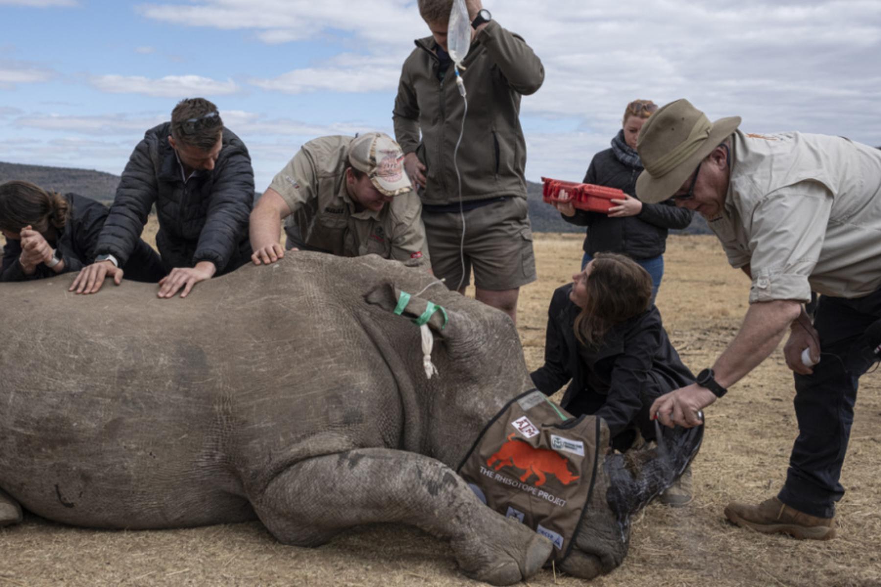 Johannesburg: Forscher in Südafrika schützen Nashörner mit Radioaktivität