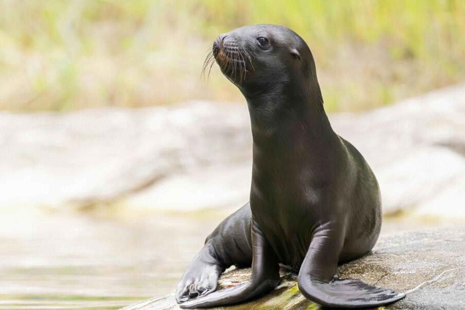 Wien: Mähnenrobben-Baby im Tiergarten Schönbrunn