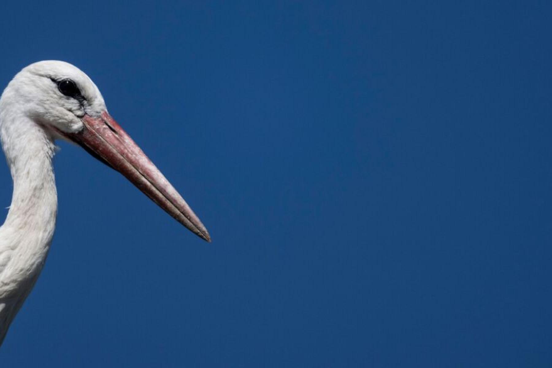 Wien: Weißstörche starten lange Reise in Winterquartiere