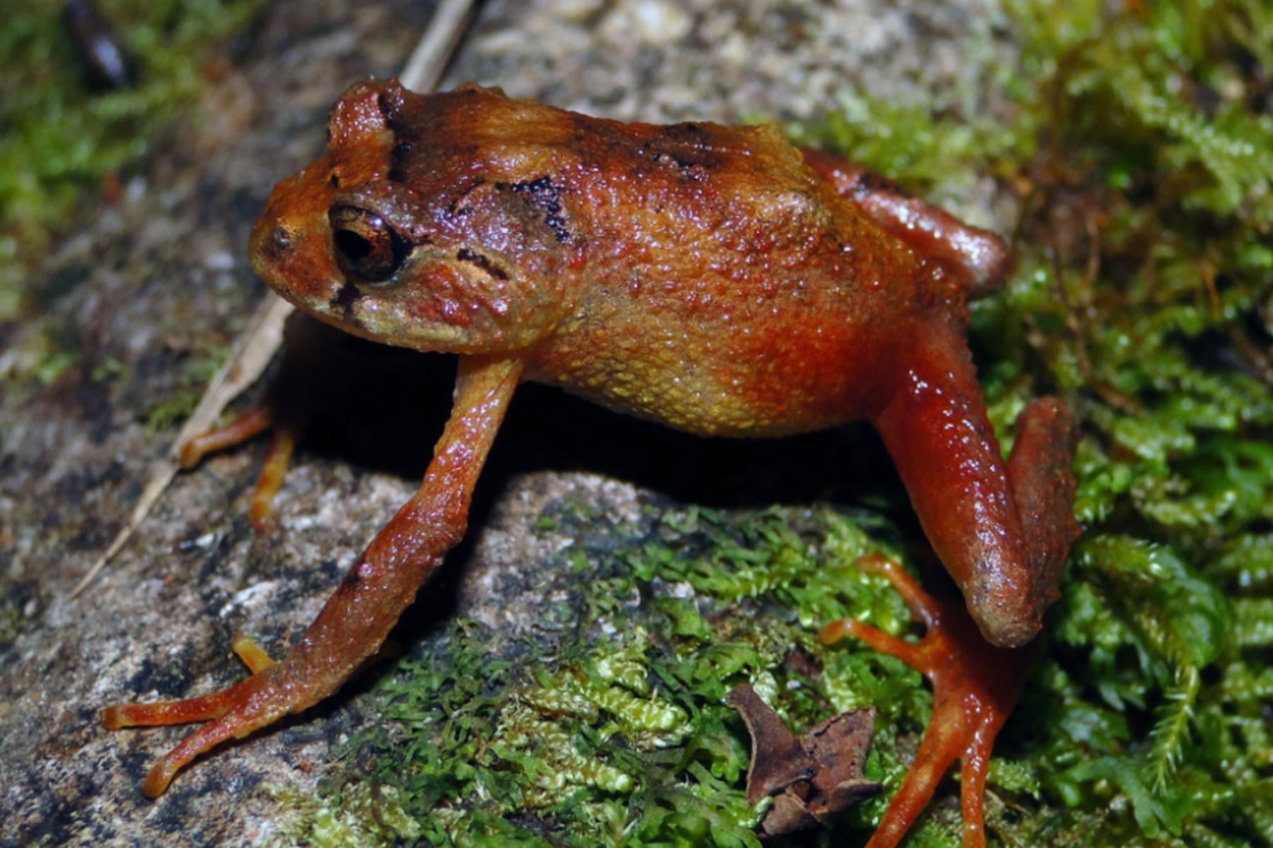 Lima: Zwei neue Froscharten im peruanischen Amazonas entdeckt