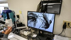 Forscher studieren die Anopheles-Mücke | Forscher studieren die Anopheles-Mücke