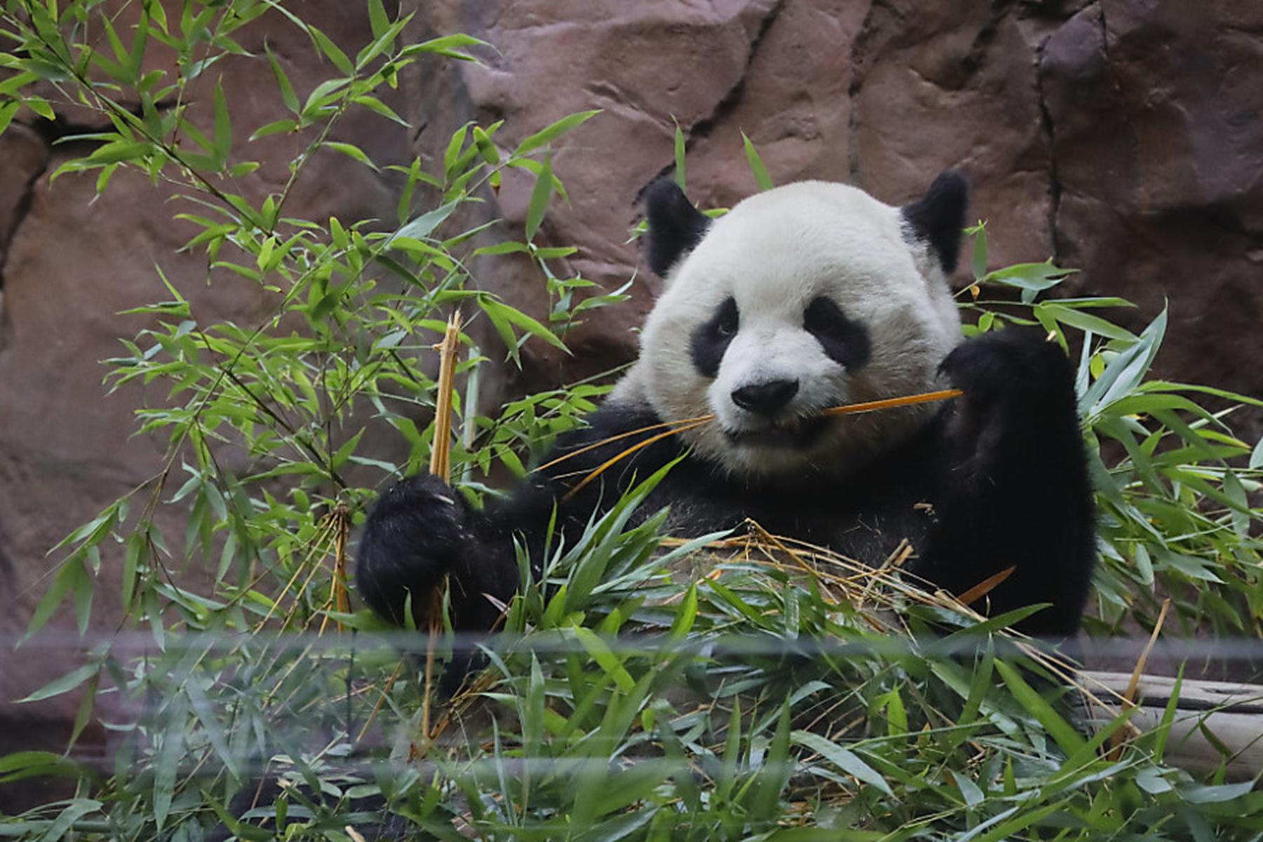 Peking: Erstmals Pandas im Zoo San Diego