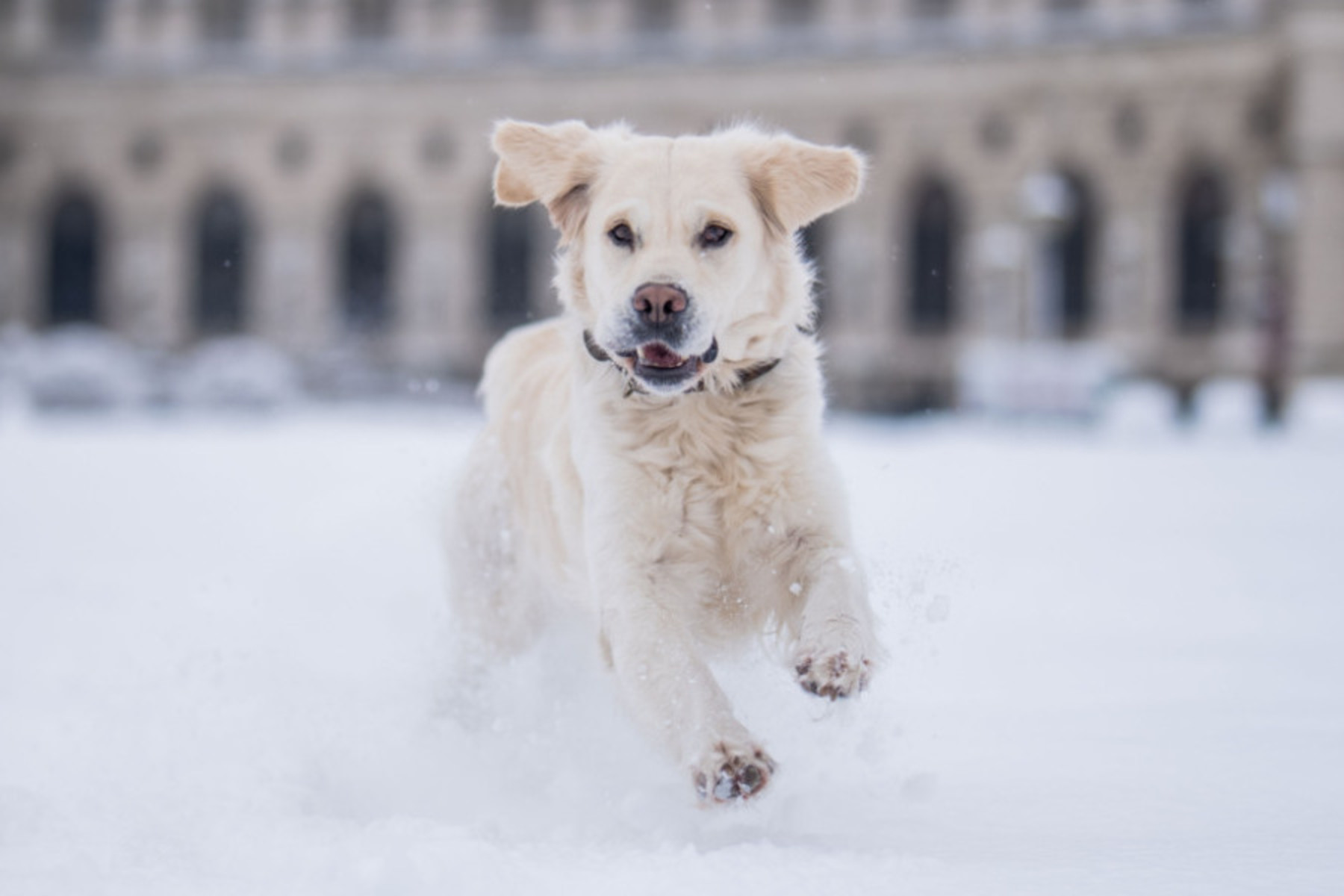 Eyetracking: Hunde staunen über Regelbrüche von Menschen