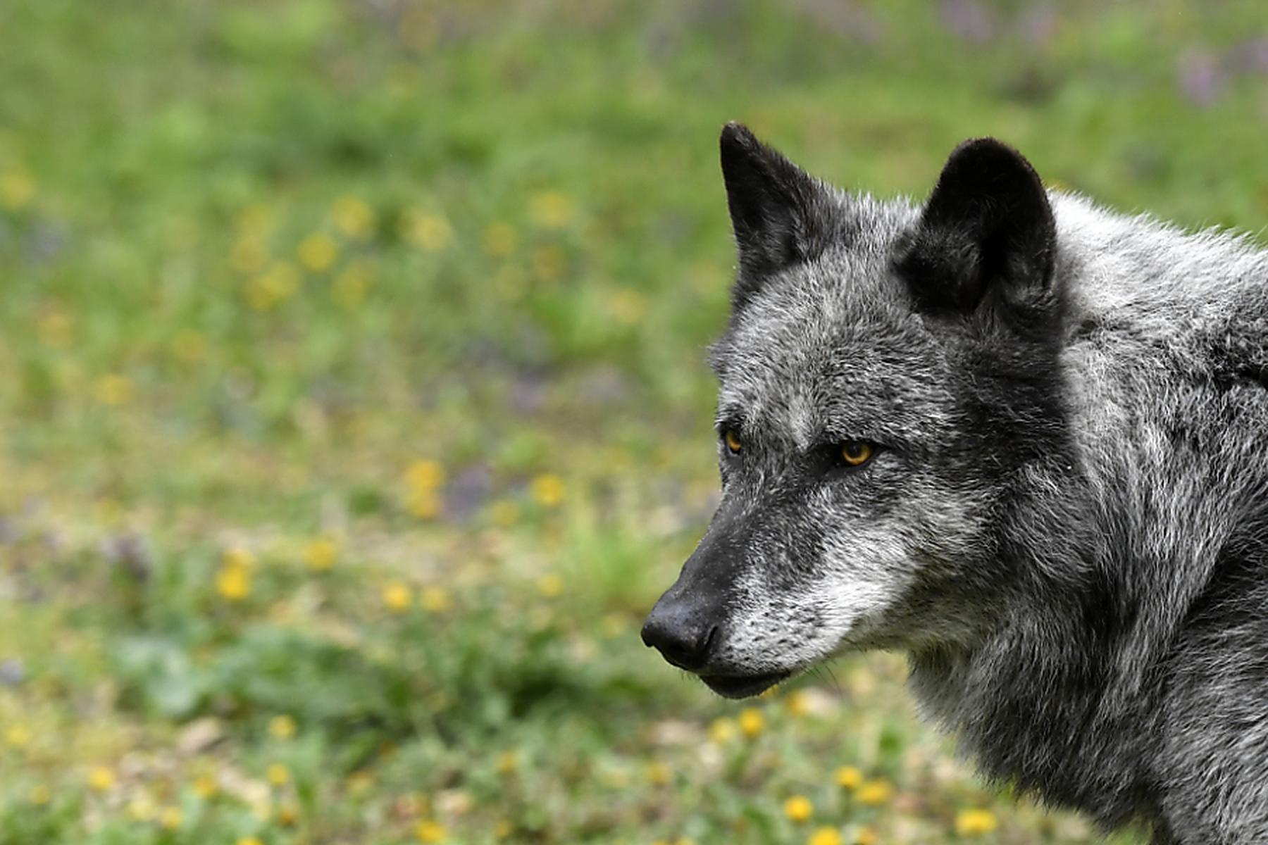 Bregenz: Vorarlberg gibt Wolf zum Abschuss frei