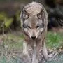 44 Wölfe sind im Vorjahr in Kärnten genetisch nachgewiesen worden | 44 Wölfe sind im Vorjahr in Kärnten genetisch nachgewiesen worden
