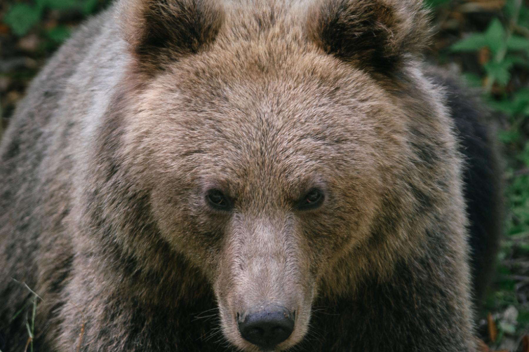 Deutsches Außenministerium warnt Urlauber vor Bären im Trentino