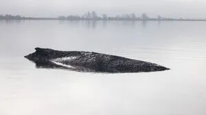 Rettungsversuch per Katamaran für gestrandeten Buckelwal wird geprüft | Rettungsversuch per Katamaran für gestrandeten Buckelwal wird geprüft