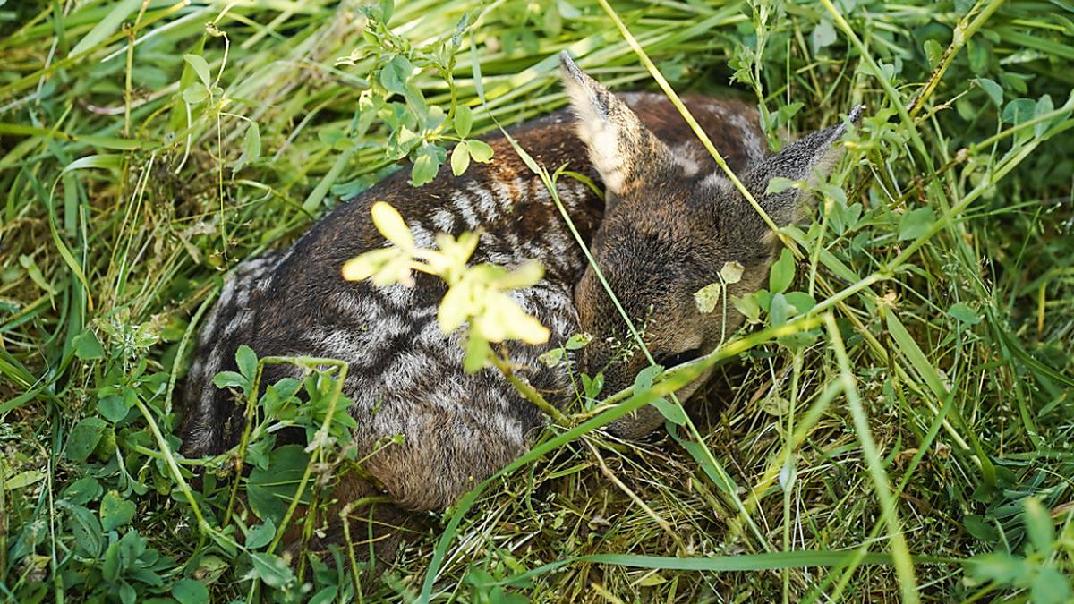 Die Mähmaschine tötete mehrere Rehkitze, die im hohen Gras lagen | Die Mähmaschine tötete mehrere Rehkitze, die im hohen Gras lagen