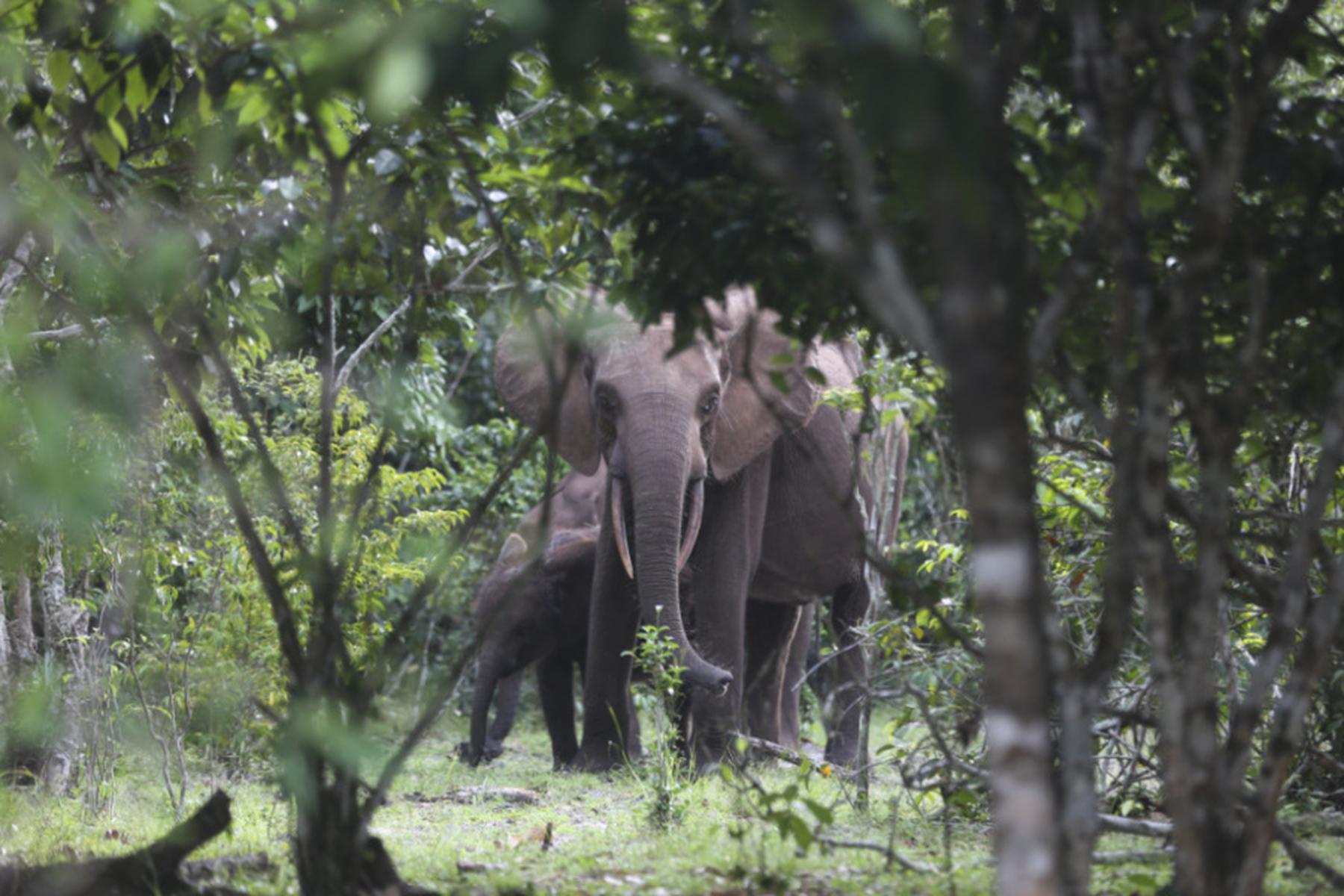 Wien: Ebenholz-Bäume durch Gier nach Elfenbein bedroht