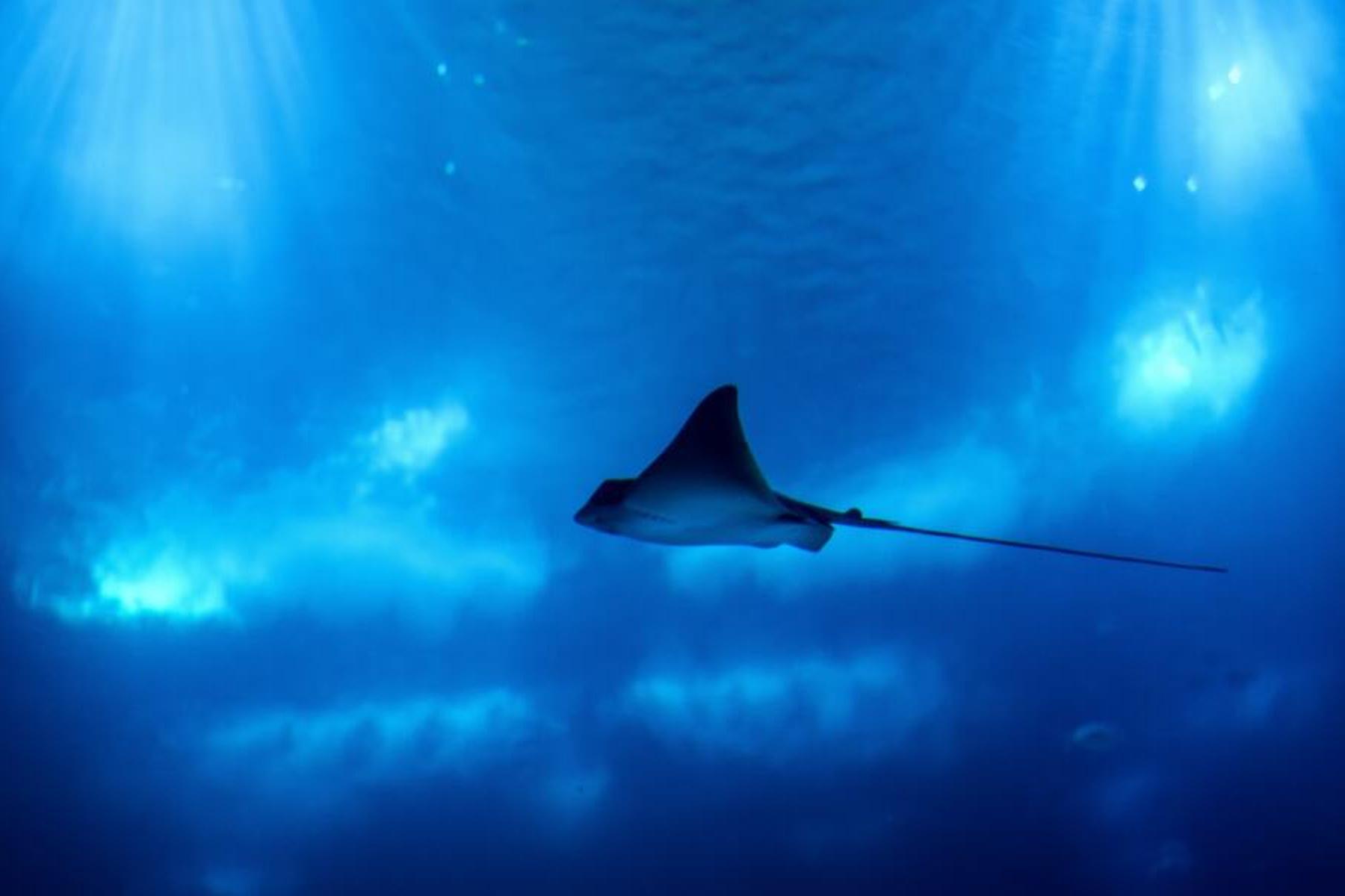 Samarkand: Bessere CITES-Schutz für Haie und Rochen