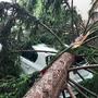 Schäden durch umgestürzte Bäume | Schäden durch umgestürzte Bäume