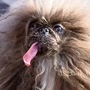 „Wild Thang“ ist zum hässlichsten Hund der Welt gekürt worden