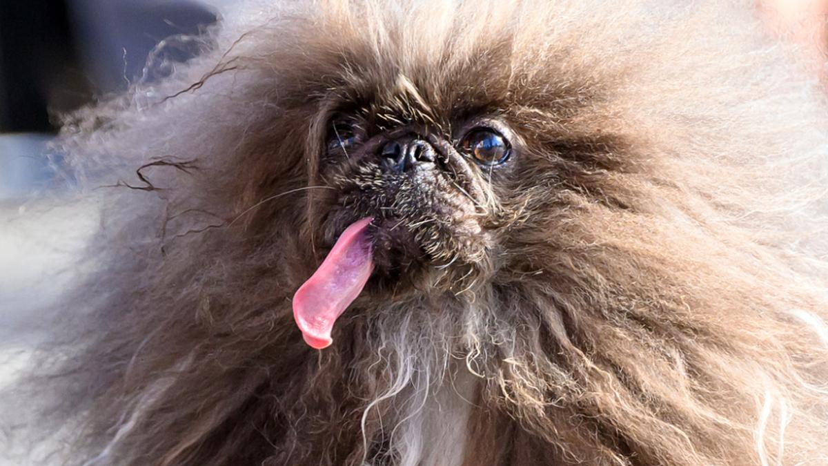 „Wild Thang“ ist zum hässlichsten Hund der Welt gekürt worden
