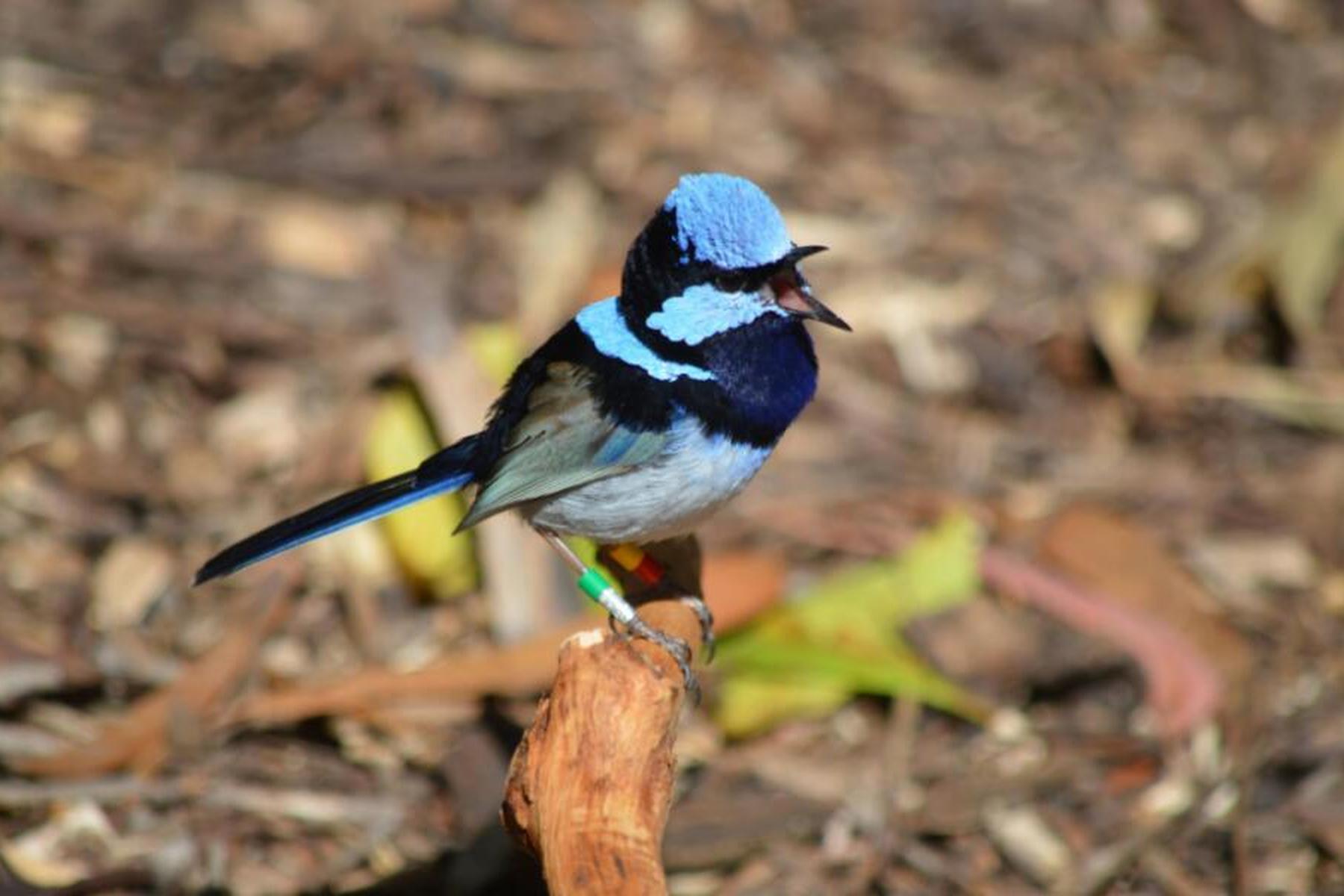 Wien/Grünau im Almtal: Forschende fanden neuen Warnruf bei Singvögeln