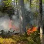 Der Waldbrand beschäftigt die Feuerwehr seit vier Tagen | Der Waldbrand beschäftigt die Feuerwehr seit vier Tagen