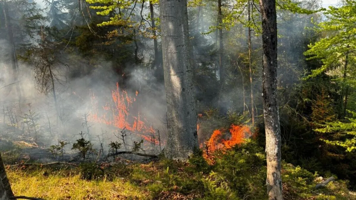 Der Waldbrand beschäftigt die Feuerwehr seit vier Tagen | Der Waldbrand beschäftigt die Feuerwehr seit vier Tagen
