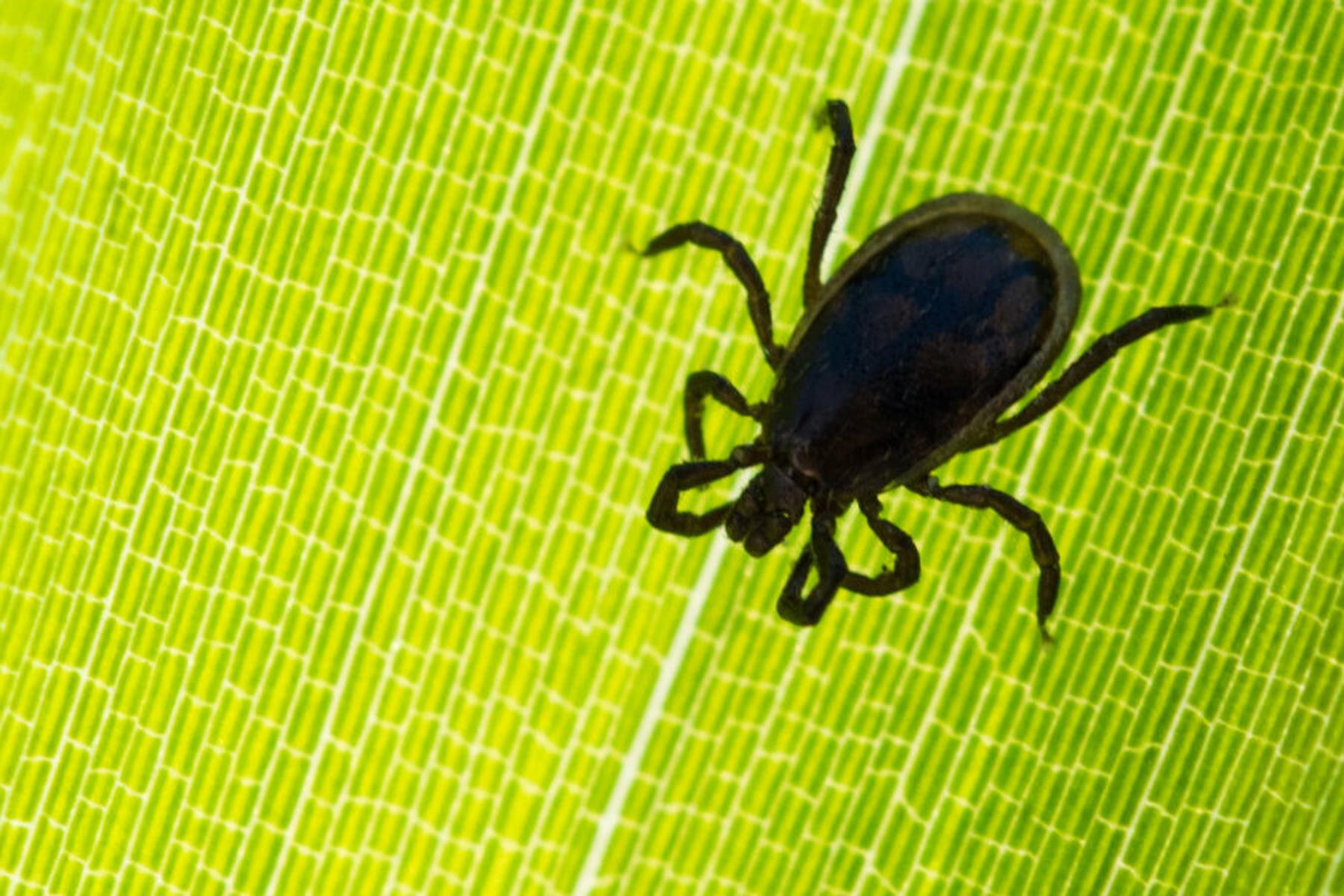 Wien: Zeckenspeichel verändert Immunreaktion von Hautzellen