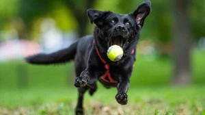 Regelung für Scheidungstiere in Brasilien | Regelung für Scheidungstiere in Brasilien