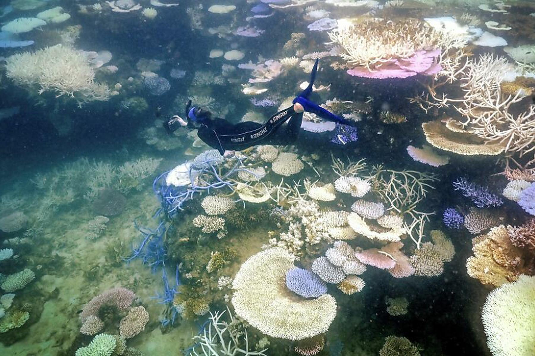 Korallenbleiche in Malaysia schreitet stark voran, auch Australien massiv betroffen