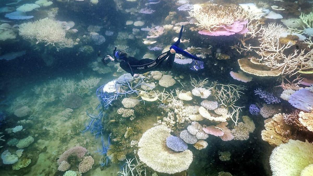 Auch das Great Barrier Reef in Australien ist betroffen | Auch das Great Barrier Reef in Australien ist betroffen