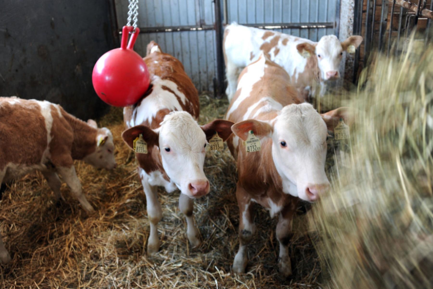 Lassing: Altbauer stürzte im Stall sechs Meter tief ab - tot