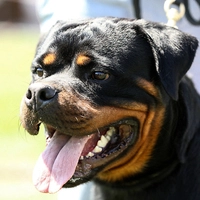 Schreckliche Szenen spielten sich ab: Die 34-Jährige schrie um Hilfe, während der Rottweiler nicht von ihr abließ
