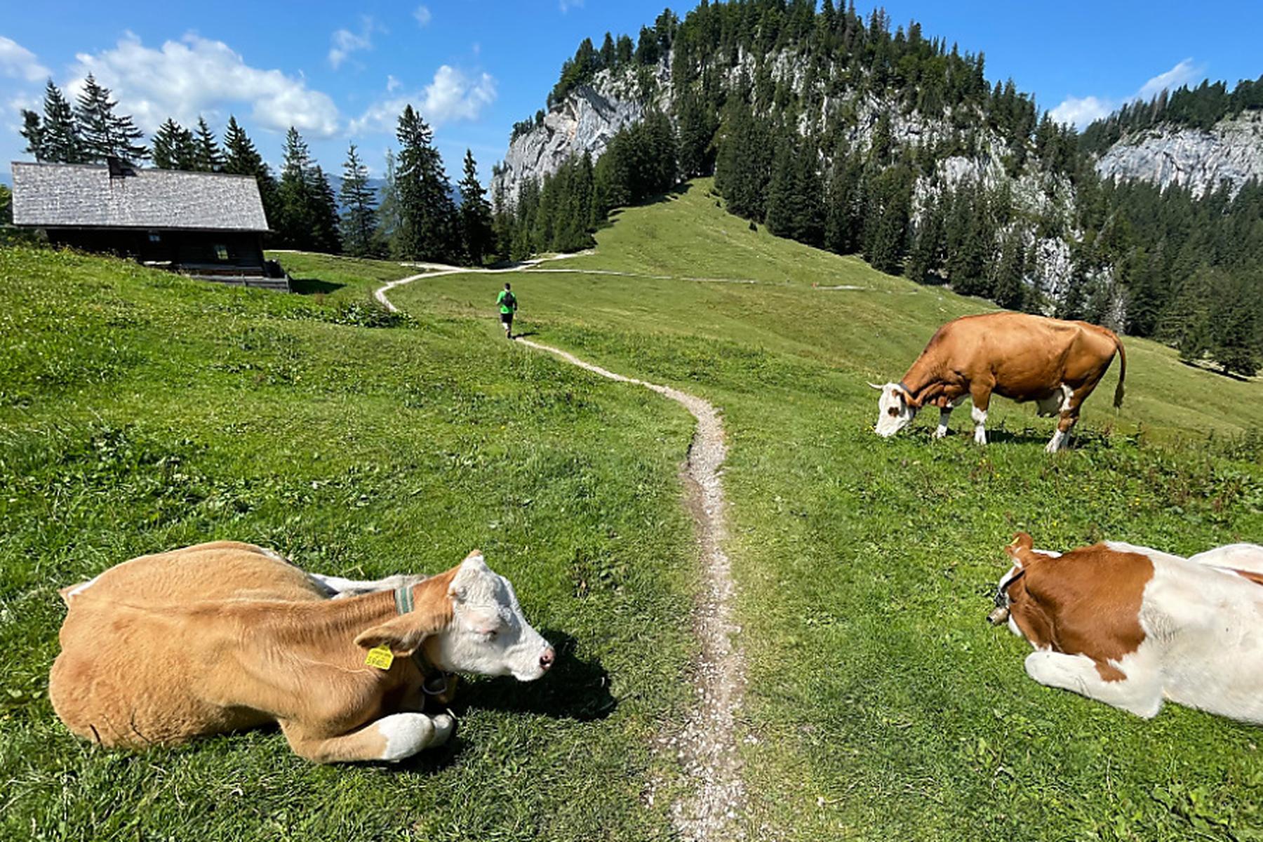 Hundehalter im Tiroler Unterland von Kuhherde attackiert