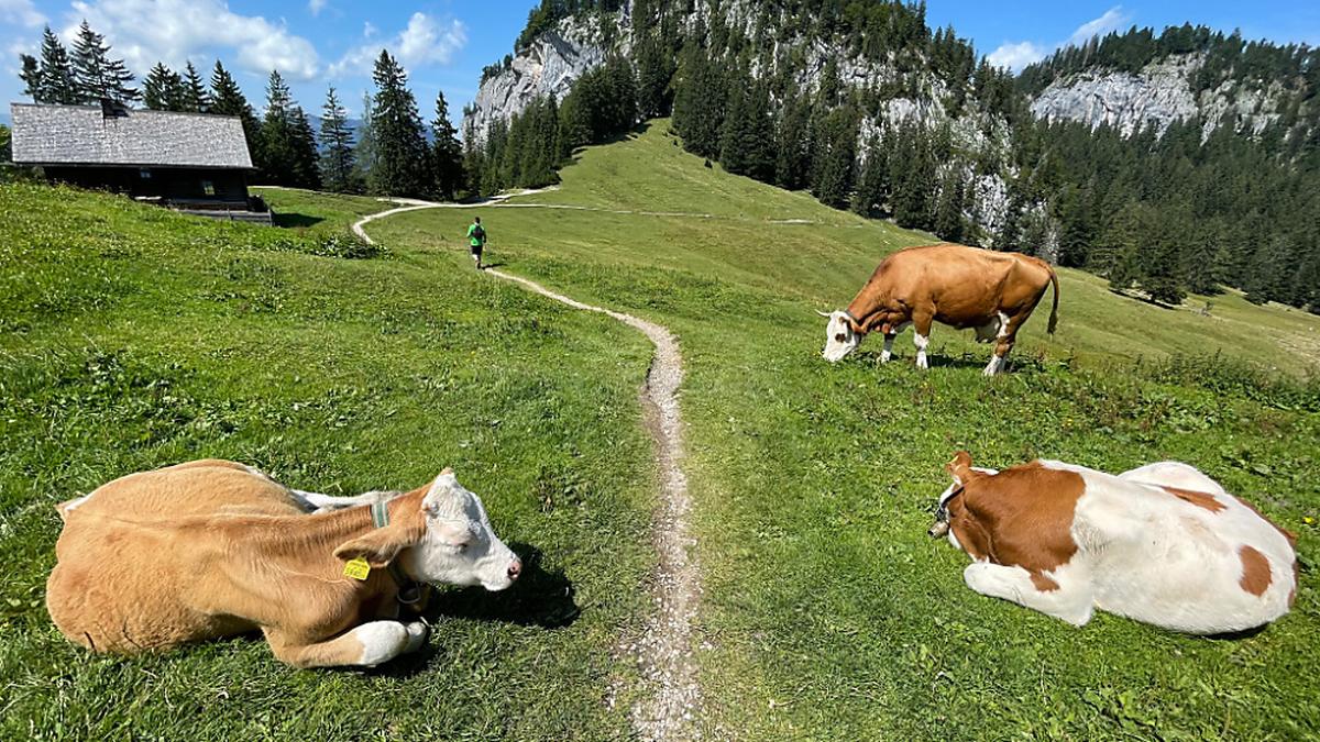 Für gewöhnlich verhalten sich Kühe auf Almen friedlich | Für gewöhnlich verhalten sich Kühe auf Almen friedlich