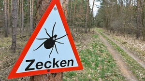 Krankheitsauslösung der in Europa zirkulierenden Variante unklar | Krankheitsauslösung der in Europa zirkulierenden Variante unklar