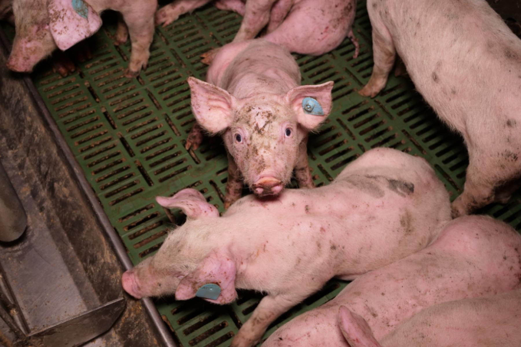 Hollabrunn: Maßnahmen für Schweinebetrieb-Missstände in NÖ sollen folgen