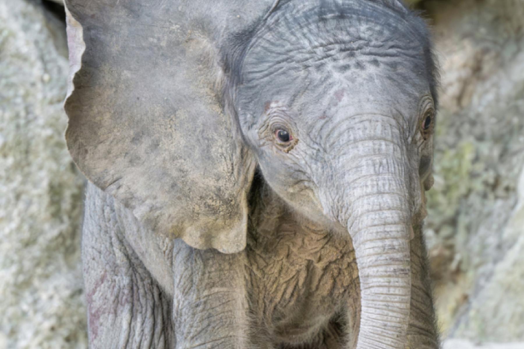 Wien: Neugeborenes Elefantenkalb erfreut den Tiergarten Schönbrunn