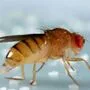 Drosophila melanogaster zählt zu häufigsten Taufliegen-Arten in Wien | Drosophila melanogaster zählt zu häufigsten Taufliegen-Arten in Wien
