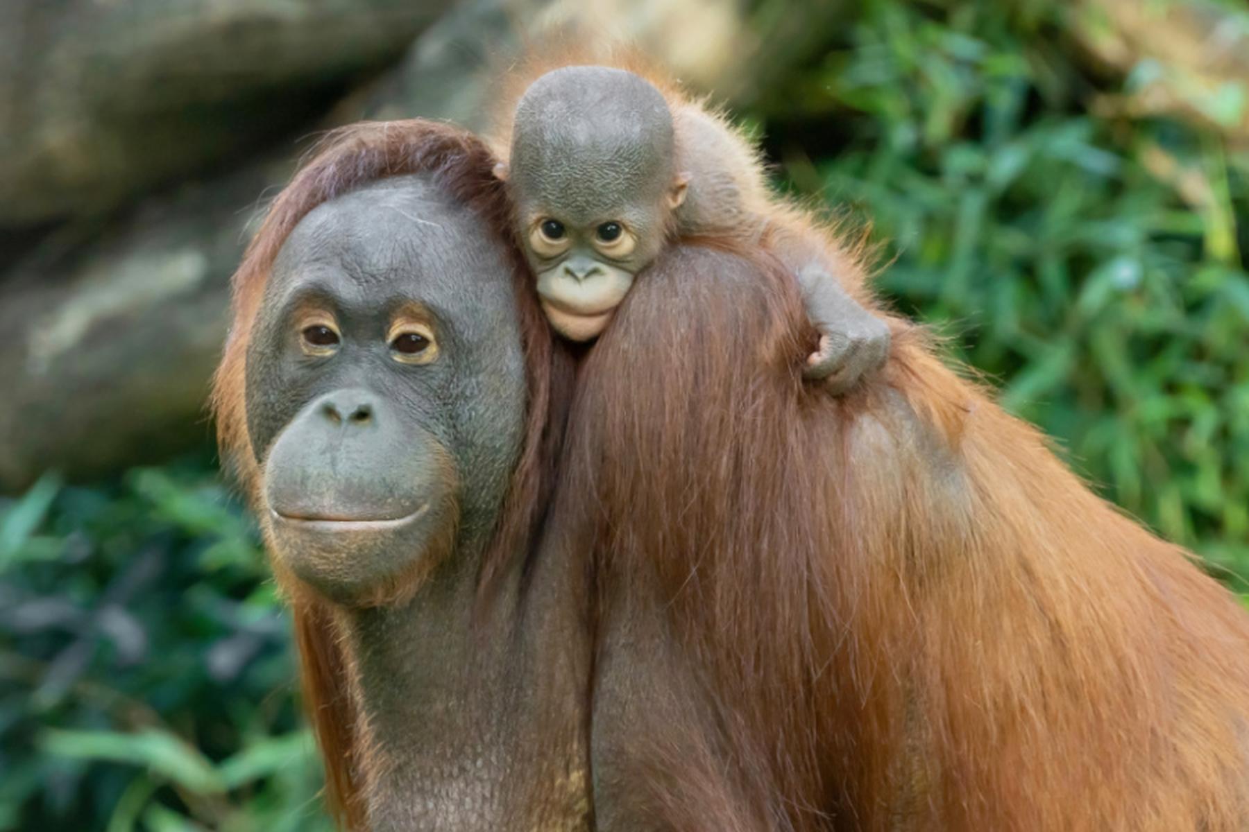 Wien: Orang-Utan-Weibchen im Tiergarten Schönbrunn tot