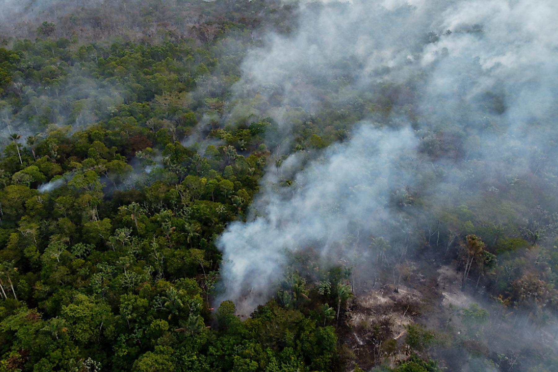 Pasadena (Kalifornien)/Brasilia: Waldschäden verändern CO2-Bilanz von Amazonas