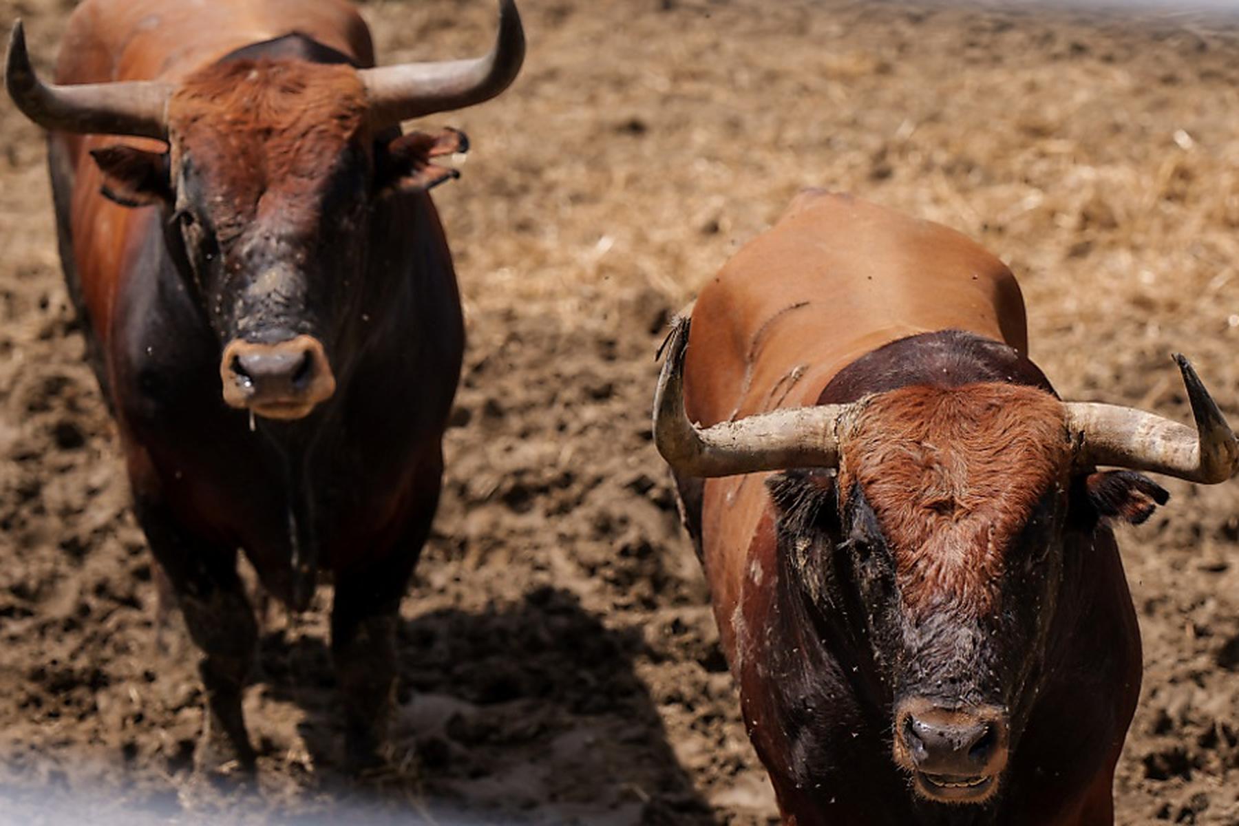 Bogota: Kolumbien verbietet Stierkämpfe