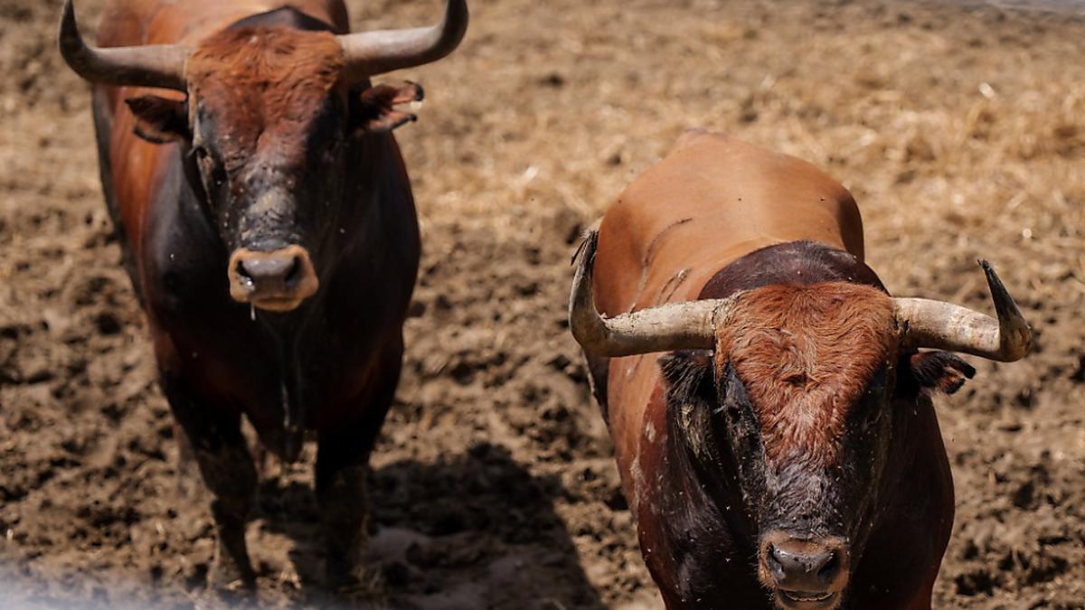 Stiere werden in Kolumbien künftig nicht mehr zur Unterhaltung getötet | Stiere werden in Kolumbien künftig nicht mehr zur Unterhaltung getötet