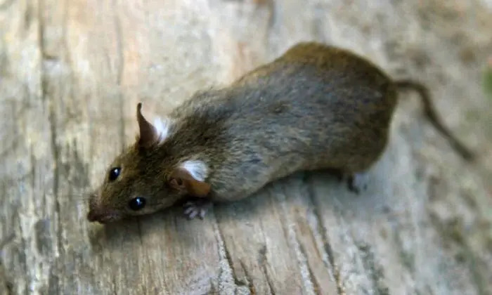 Viel zu viele Ratten machen sich in der Bundeshauptstadt breit