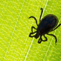 Schwere FSME-Fälle bei Kindern in Kärnten